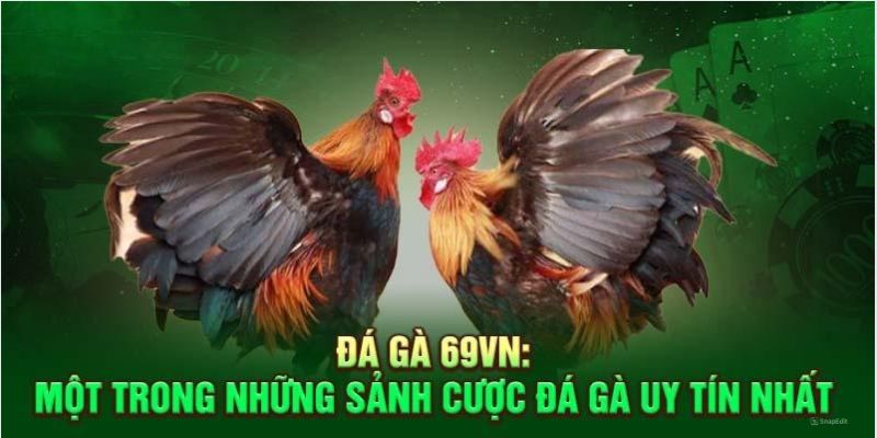 Một vài nguyên nhân mọi người nên tham gia cá cược đá gà